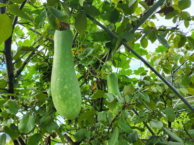 장터 상품 [동과즙 100%원액] 썸네일