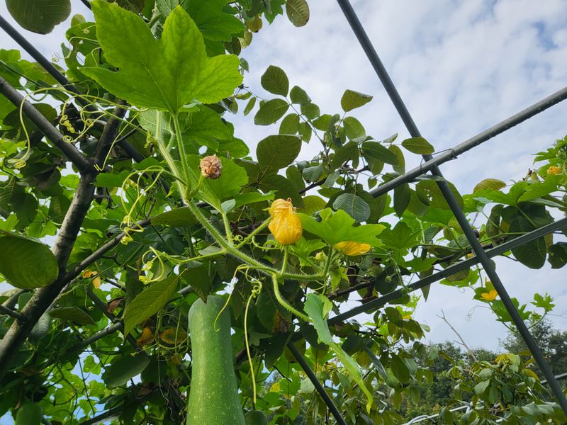 혜조님의 장터 판매 상품 [동과즙 100%원액] 첨부 사진