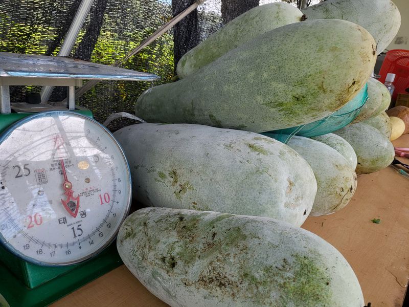 혜조님의 장터 판매 상품 [동과즙 100%원액] 첨부 사진