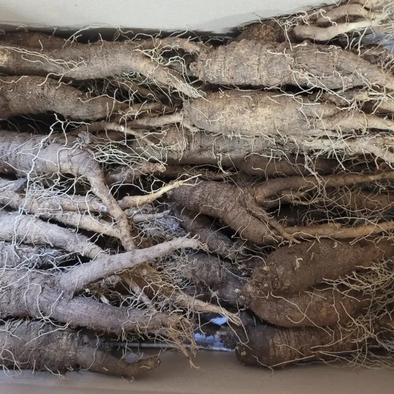 장터 상품 [큰더덕 1키로] 썸네일