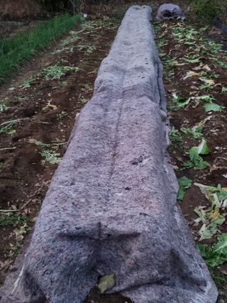 정금석님의 배추 · 일상 작성글 사진