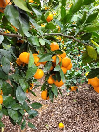 권혜숙님의 귤 · 일상 작성글 사진