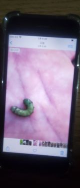 팜모닝 배추·병해충상담 게시글 이미지