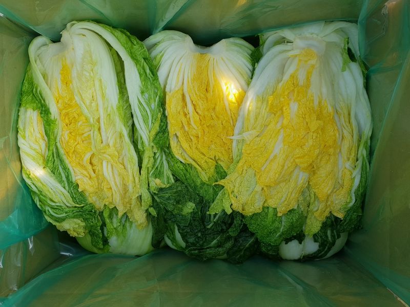 박효식님의 장터 판매 상품 [해남 절임배추 팝니다] 첨부 사진