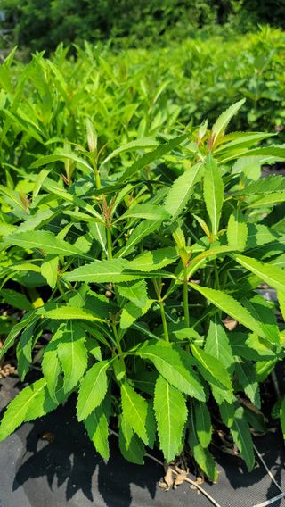 천종현님의 기타작물 · 자유게시판 작성글 사진