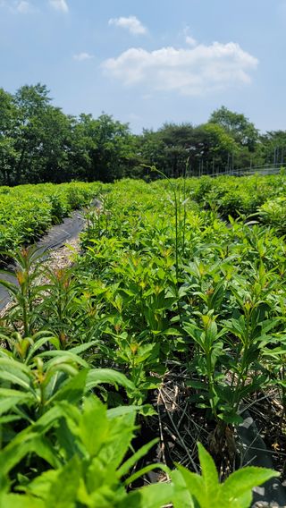 천종현님의 기타작물 · 자유게시판 작성글 사진