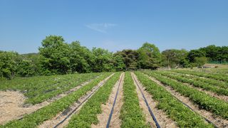 천종현님의 기타작물 · 자유게시판 작성글 사진