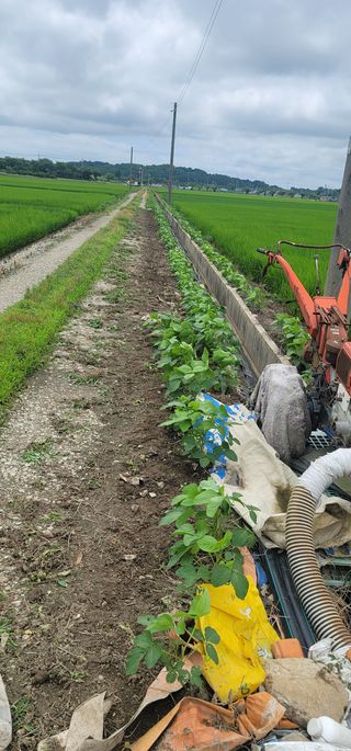 소병지님의 콩 · 자유게시판 작성글 사진