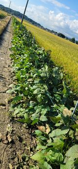 팜모닝 콩·자유게시판 게시글 이미지