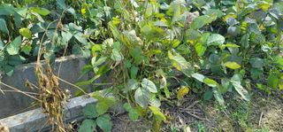 소병지님의 콩 · 자유게시판 작성글 사진