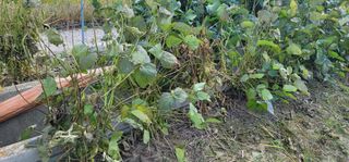 소병지님의 콩 · 자유게시판 작성글 사진