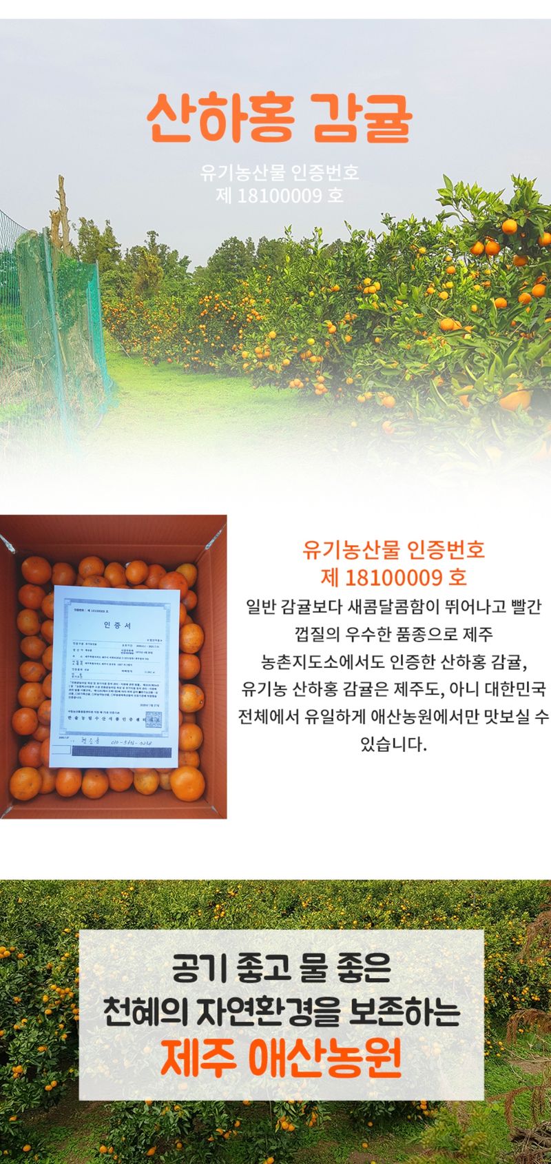 장터 상품 [유기농 산하홍 감귤 1박스 10kg] 썸네일