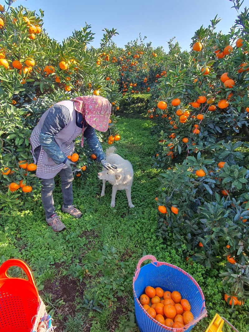 현승훈 님의 장터 판매 상품 [유기농 산하홍 감귤 1박스 10kg] 첨부 사진