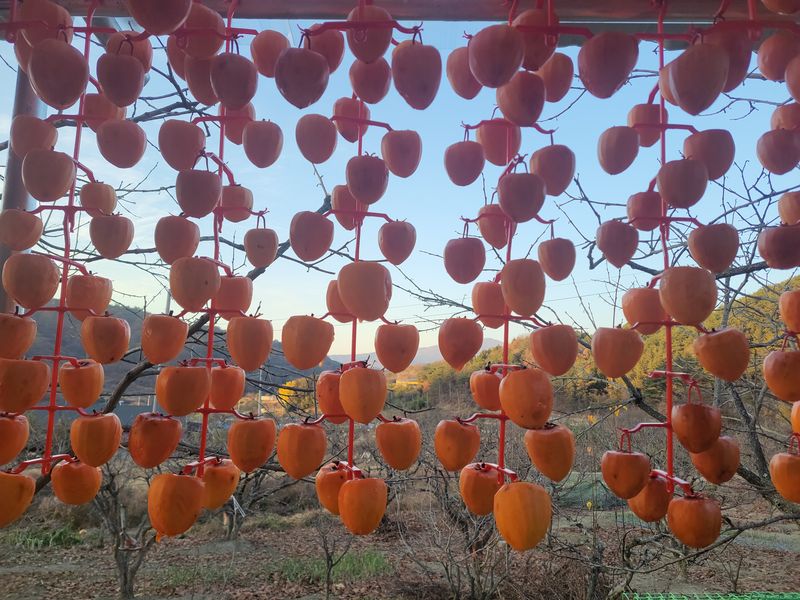 장터 상품 [자연건조 대봉곶감1kg ] 썸네일