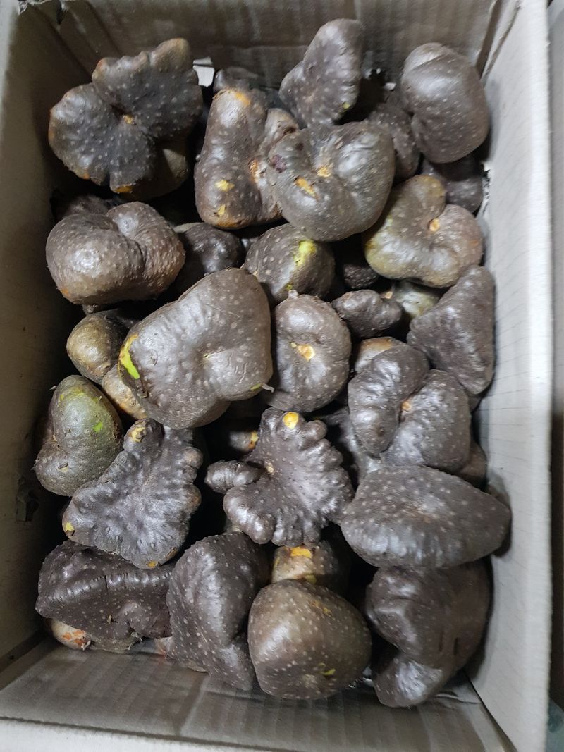 김성권님의 장터 판매 상품 [하늘마ㅡ판매합니다] 첨부 사진