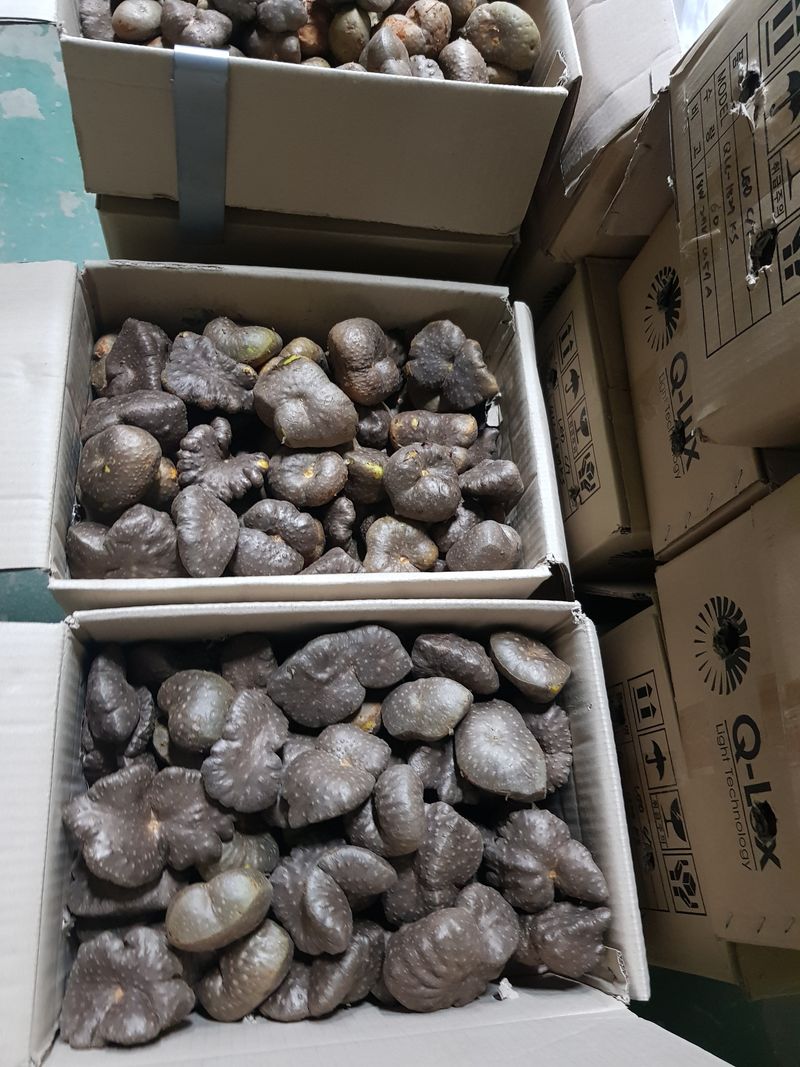 김성권님의 장터 판매 상품 [하늘마ㅡ판매합니다] 첨부 사진