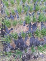 팜모닝 기타작물·병해충상담 게시글 이미지