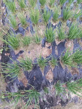 달주님의 기타작물 · 병해충상담 작성글 사진