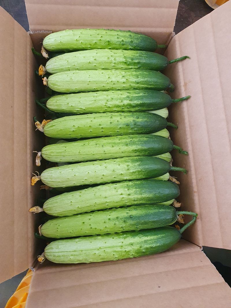 성기철님의 장터 판매 상품 [백다다기오이  50개입] 첨부 사진