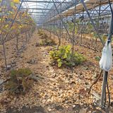 팜모닝 포도·자유게시판 게시글 이미지