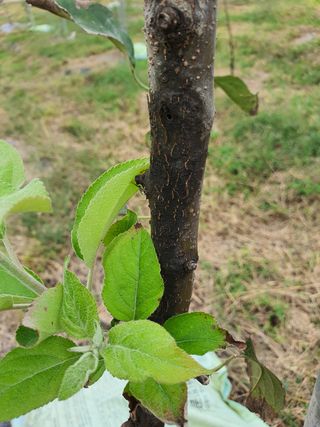 이한신 님의 사과 · 병해충상담 작성글 사진