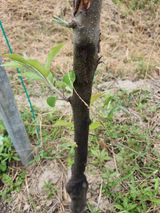 팜모닝 사과·병해충상담 게시글 이미지