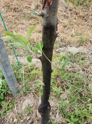 이한신 님의 사과 · 병해충상담 작성글 사진