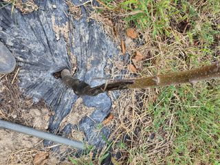 이한신 님의 사과 · 병해충상담 작성글 사진