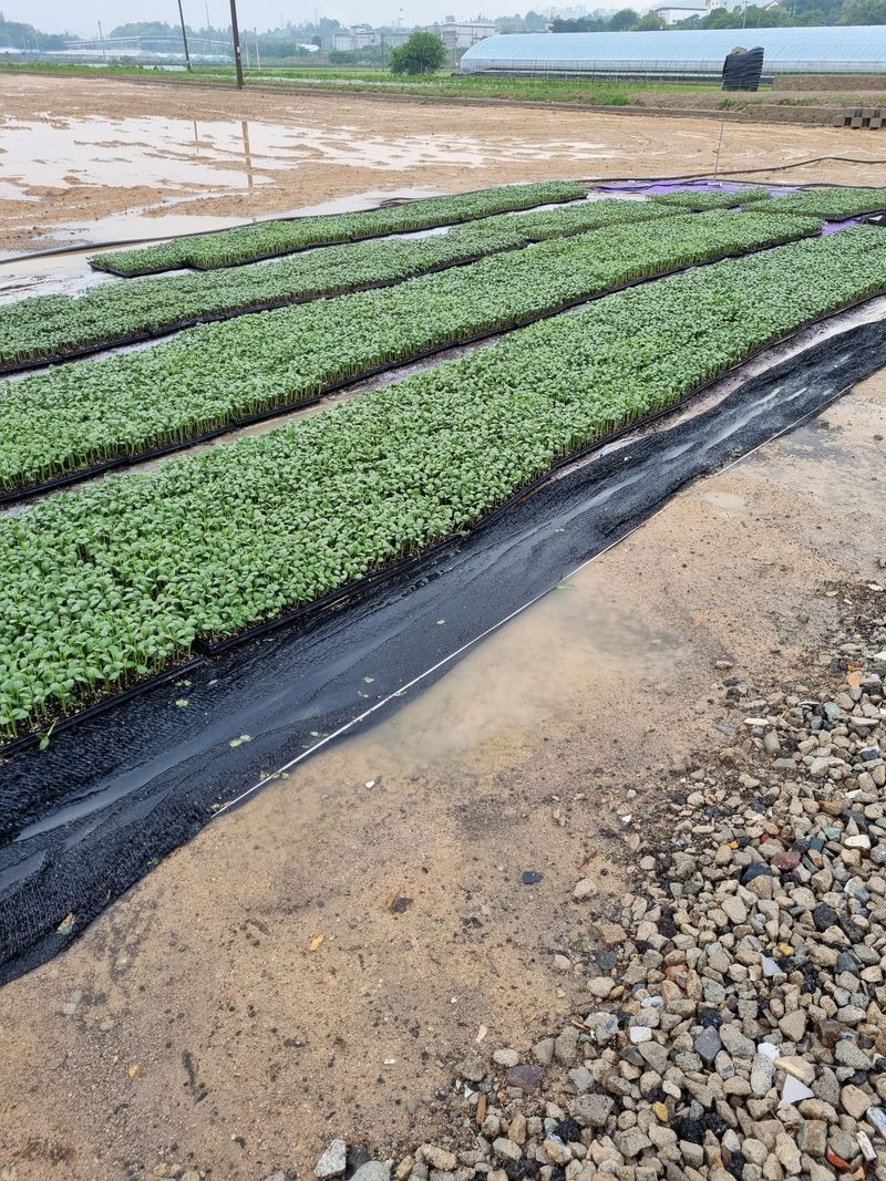 장터 상품 [햇 서리태 팬매] 썸네일