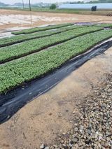 팜모닝 콩·자유게시판 게시글 이미지