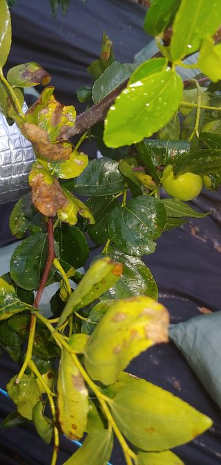 주문진님의 기타작물 · 병해충상담 작성글 사진