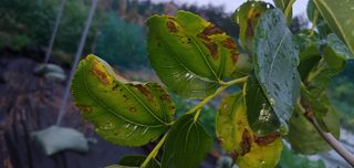 주문진님의 기타작물 · 병해충상담 작성글 사진