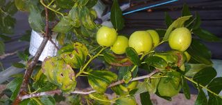 주문진님의 기타작물 · 병해충상담 작성글 사진