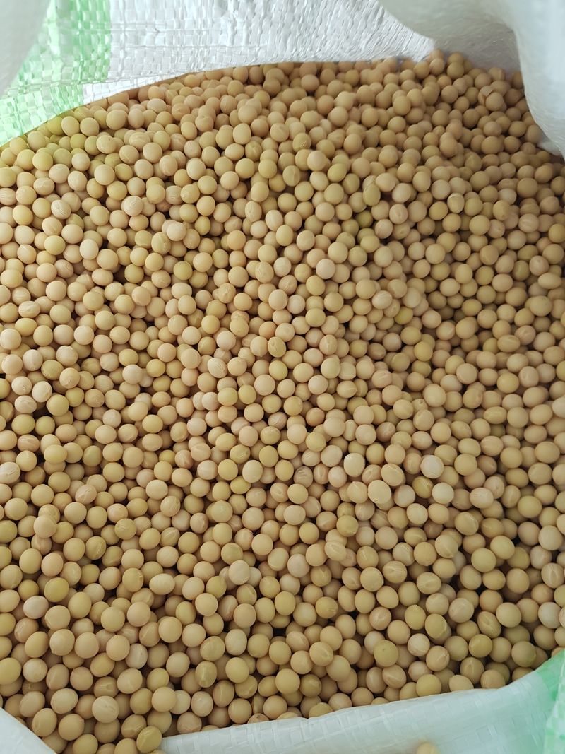 장터 상품 [품종은 대원콩입니다.50kg입니다.] 썸네일