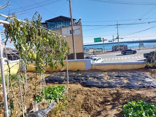 해안로님의 기타작물 · 자유게시판 작성글 사진