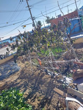 해안로님의 기타작물 · 자유게시판 작성글 사진