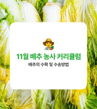 배추 농사도우미님의 배추 · 수확 작성글 사진