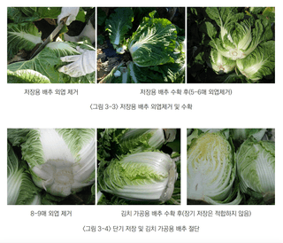 배추 농사도우미님의 배추 · 수확 작성글 사진