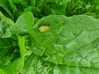 태안님의 배추 · 병해충상담 작성글 사진