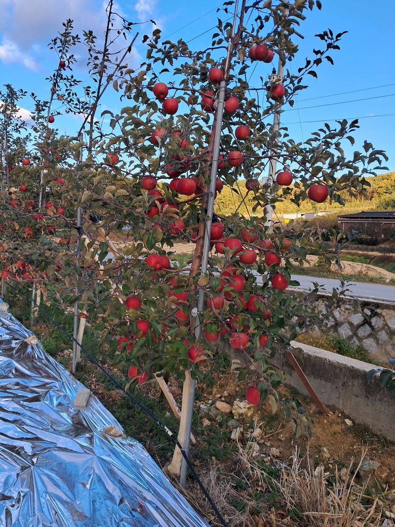 장터 상품 [사과(부사)] 썸네일