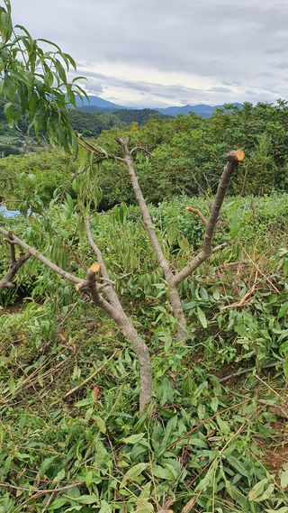 귀요미맘님의 복숭아 · 병해충상담 작성글 사진