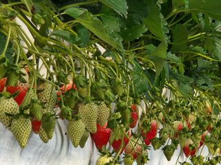 논산. 이순자님의 딸기 · 시세•판로 작성글 사진