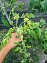 팜모닝 토마토·병해충상담 게시글 이미지