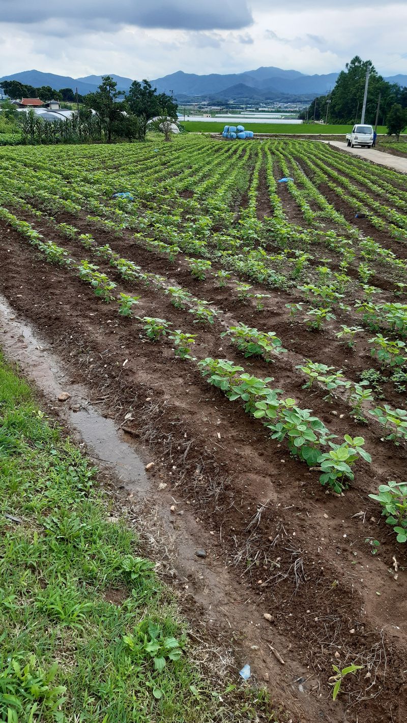 좋은들님의 장터 판매 상품 [청자5호 서리태 1kg] 첨부 사진