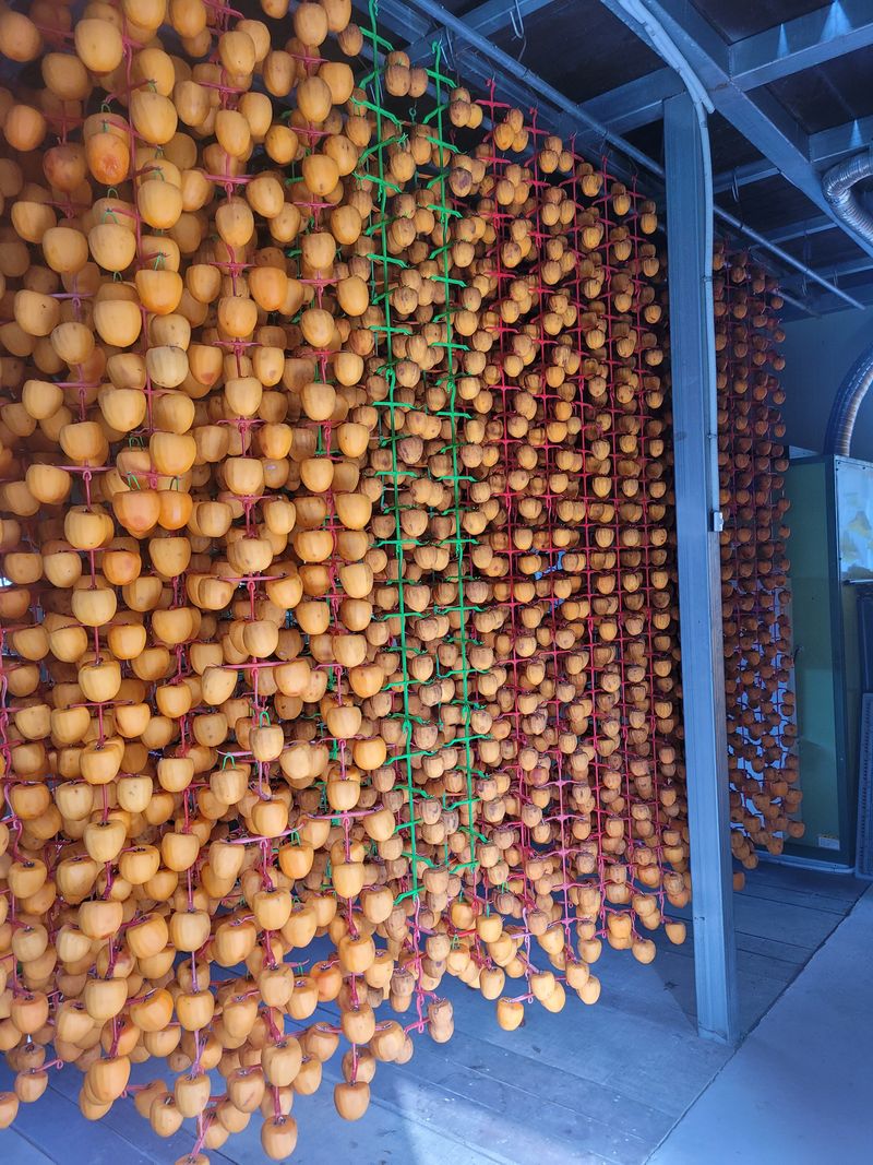 홍상옥님의 장터 판매 상품 [반건시 곶감(43~48개) 2kg이상] 첨부 사진