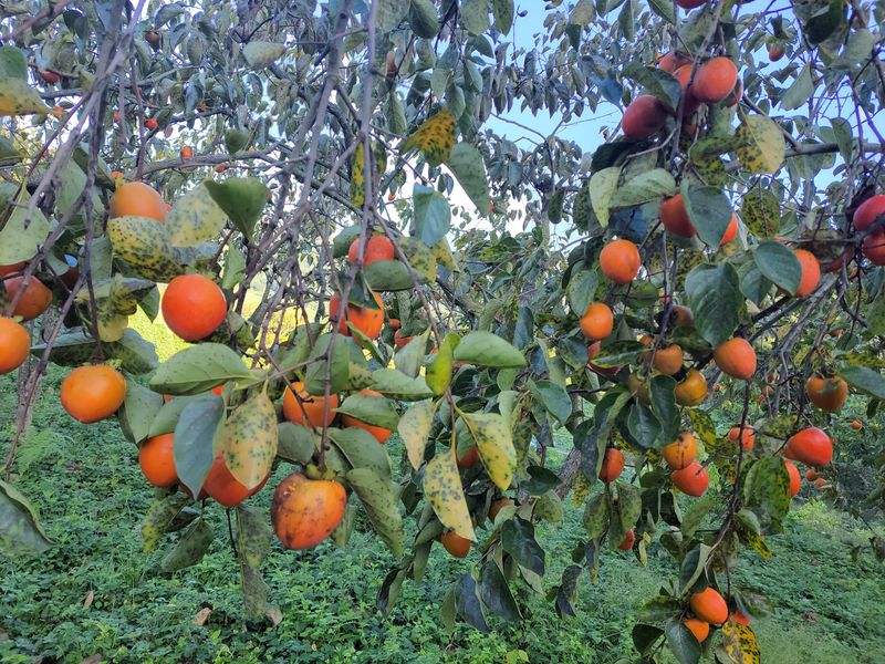산골촌부님의 장터 판매 상품 [자연건조 대봉곶감 1kg(택배비 포함, 4kg까지는 1회부과)] 첨부 사진