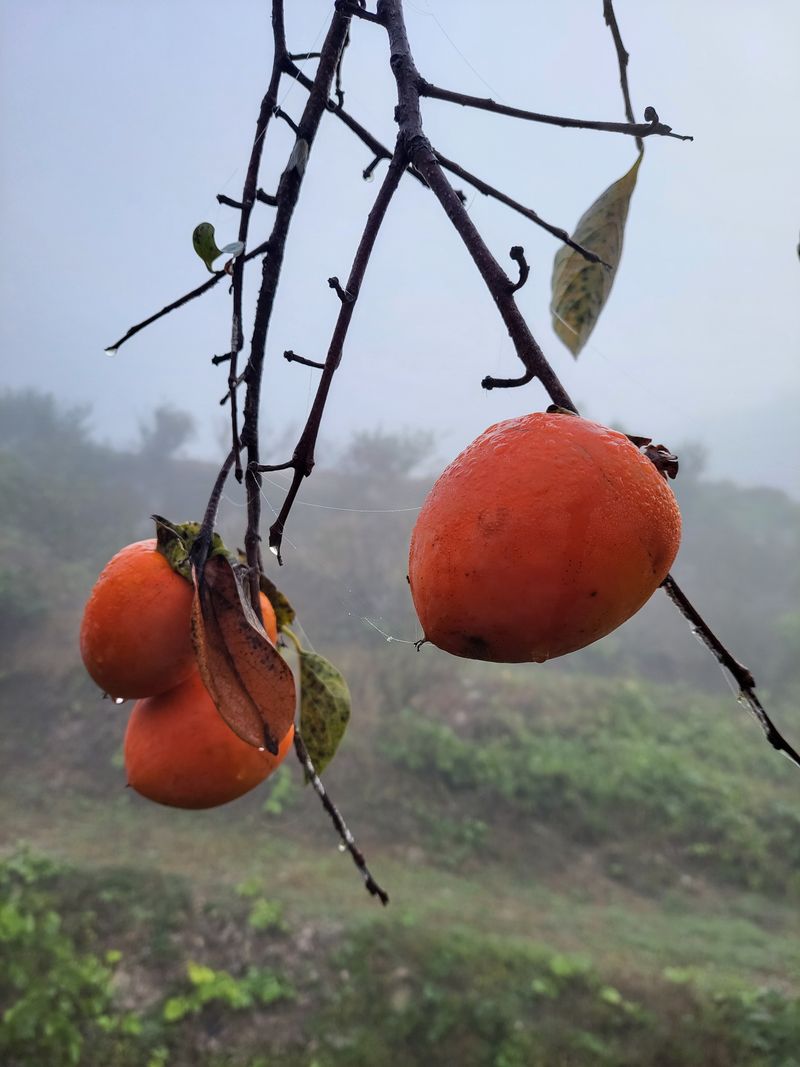 산골촌부님의 장터 판매 상품 [자연건조 대봉곶감 1kg(택배비 포함, 4kg까지는 1회부과)] 첨부 사진