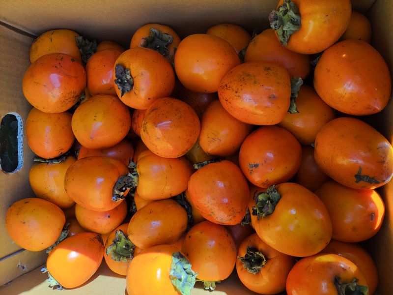 장터 상품 [자연건조 대봉곶감 1kg(택배비 포함, 4kg까지는 1회부과)] 썸네일