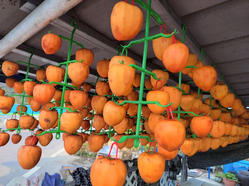 산골촌부님의 장터 판매 상품 [자연건조 대봉곶감 1kg(택배비 포함, 4kg까지는 1회부과)] 첨부 사진