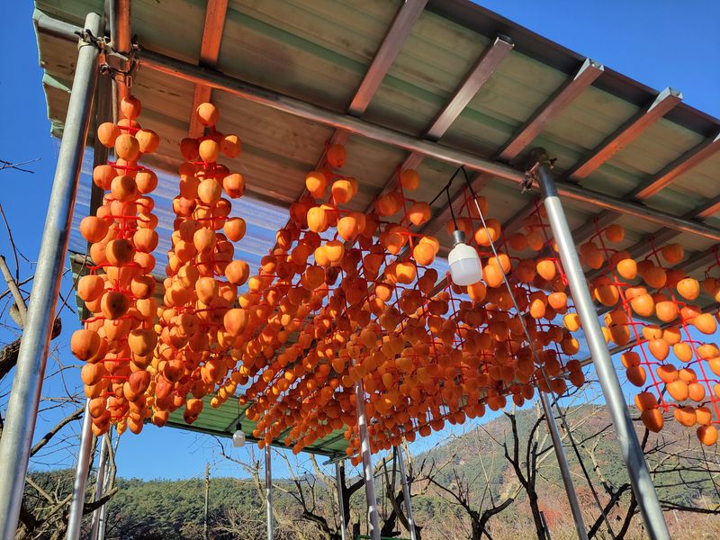 산골촌부님의 장터 판매 상품 [자연건조 대봉곶감 1kg(택배비 포함, 4kg까지는 1회부과)] 첨부 사진
